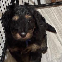 Jet - Phantom male Bernedoodle puppy in Millsap, Texas from Gaston’s Posh Poodles and Doodles