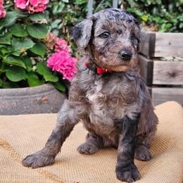 Millie - Merle female Goldendoodle puppy in Los Gatos, California from Willow & Rose Doodles