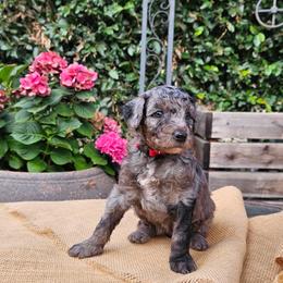 Millie - Merle female Goldendoodle puppy in Los Gatos, California from Willow & Rose Doodles
