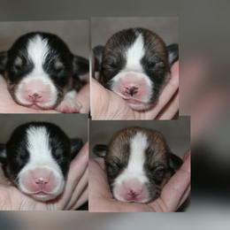 Make 3 - Black and tan male Pembroke Welsh Corgi puppy in Washington from Castle View Royal Rumps