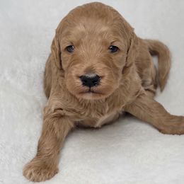 Goldendoodle Puppies from Lake Village Doodles