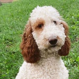 Cavapoos and Goldendoodles from K&K's Puppy Kingdom