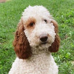 Cavapoos and Goldendoodles from K&K's Puppy Kingdom