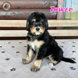 Tower - Phantom female Bernedoodle puppy in Banner Elk, North Carolina from Walnut Tree Bernedoodles
