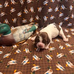 Wigeon - Liver white and tan female English Springer Spaniel puppy in Braidwood, Illinois from A & R Springers