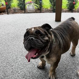 Queenie - Bulldog