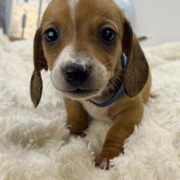 Logan - Piebald male Dachshund puppy in Rio Linda, California from Destiny's Mini Doxies