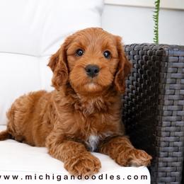 Kenny - Red  male Goldendoodle puppy in Swartz Creek, Michigan from Michigan Doodles