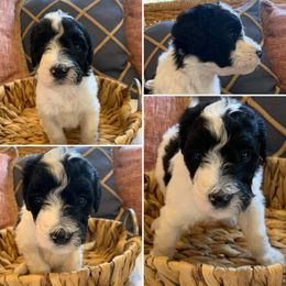 Girl 1 - Aussiedoodle puppy in Decatur, Alabama from Flint Creek Doodles