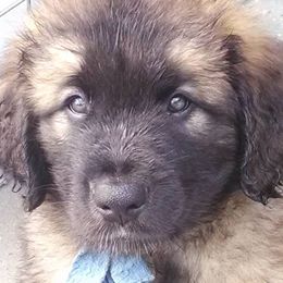 Leonbergers from V.sanftenLoewen