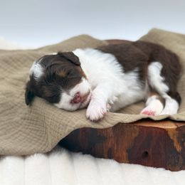 Girl 4 - Red tri-color female Aussiedoodle puppy in Manteca, California from Silva Ranch Doodles