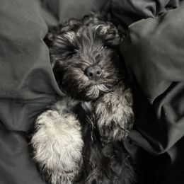 Miniature Schnauzer Puppies from Sugarbaby Kennel