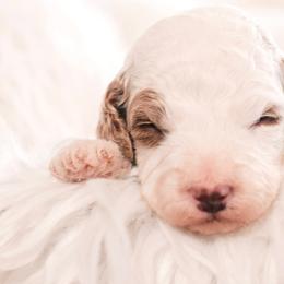 Rusty - Parti male Goldendoodle puppy in Lima, Ohio from Hommel’s Mini Darling Doodles