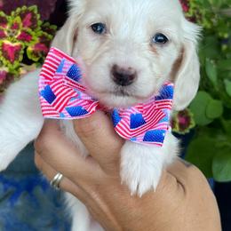 Cream piebald - Piebald female Dachshund puppy in Payette, Idaho from NT Mini Doxies