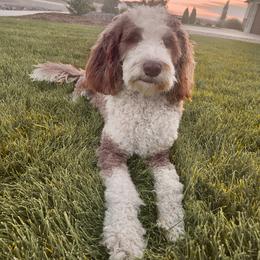 Bella - Bernedoodle
