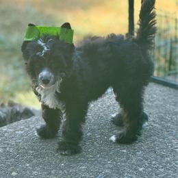 Lupine - Black and white male Chinese Crested puppy in Sweet Home, Oregon from Rhapsody Poodles & Cresteds