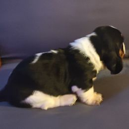 Jaxon - Black brown and white male Basset Hound puppy in Santa Rosa, California from Redwood Coast bassetts