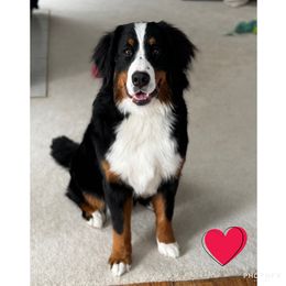 Winnie - Bernese Mountain Dog
