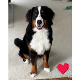 Winnie - Bernese Mountain Dog
