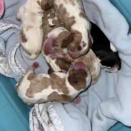 Boy - Blenheim male Cavalier King Charles Spaniel puppy in Queen Creek, Arizona from Andresen's Cavaliers