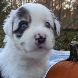 Girl 6 - Blue merle Australian Shepherd puppy in Rockford, Illinois from Andover Aussies