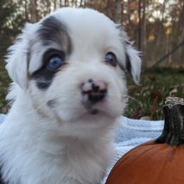 Girl 6 - Blue merle Australian Shepherd puppy in Rockford, Illinois from Andover Aussies