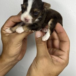 White choco - Chocolate, tan and white male Yorkshire Terrier puppy in Kissimmee, Florida from M&R Yorkies