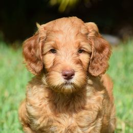 Australian Labradoodles from Live Aloha Labradoodles, LLC