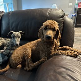 Poodle and Whippet All Grown Up from Charleston Reds Standard Poodles and Whippets