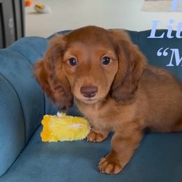 Dachshunds from Michael Remen