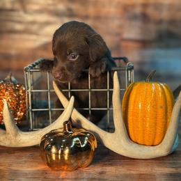 Woody - Chocolate male Labrador Retriever puppy in Isle, Minnesota from Dog Ear Outfitters
