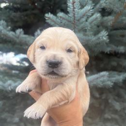 Red Collar Boy 2 - Golden male Golden Retriever puppy in Salt Lake City, Utah from Deseret Peak Goldens