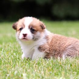 Girl 4 - female Pembroke Welsh Corgi puppy in Wever, Iowa from Sheep and Corgis