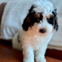 Orange Boy - Black and white male Bernedoodle puppy in Fort Gibson, Oklahoma from Waggle Doodles