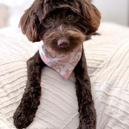 Reef - Goldendoodle
