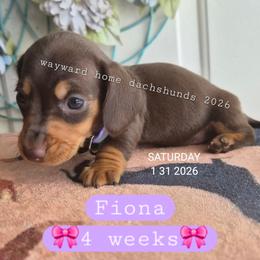 Fiona - Chocolate and tan female Dachshund puppy in Harrodsburg, Kentucky from Wayward Home Dachshunds