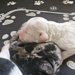 Goldendoodle, Poodle, and Schnoodle Puppies from Gaga's Doodles