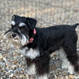 Khaleesi - Miniature Schnauzer
