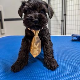 YM male - Black male Miniature Schnauzer puppy in Springdale, Arkansas from Rc Kennels