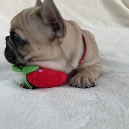 French Bulldog Puppies from Fabi's French Bulldogs