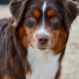 Roscoe - Red tri-color male Miniature American Shepherd puppy in Baker City, Oregon from Back Country Aussies