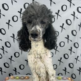 Leia - Poodle