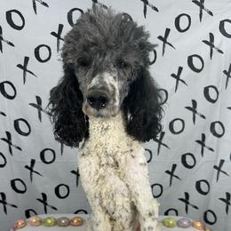 Leia - Poodle
