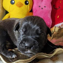 Green collar: Fern - Black female Cane Corso puppy in Franktown, Colorado from Earth and Ship Cane Corso
