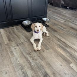 Goldendoodle puppies from Zink Doodles