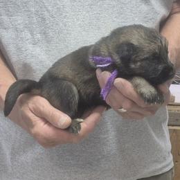 Girl 2 Yadah - Sable female German Shepherd puppy in Lake George, Colorado from High Country German Shepherds