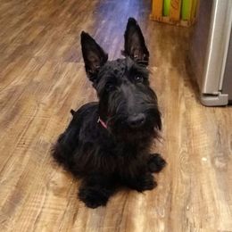 Chapo - Scottish Terrier