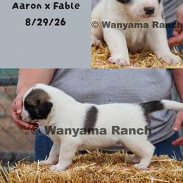 Boy 2 - Biscuit and white male Anatolian Shepherd Dog puppy in Fort Collins, Colorado from Wanyama Ranch Anatolians