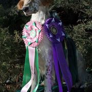 English Setter All Grown Up from Upland English Setters