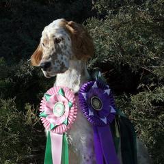 English Setter All Grown Up from Upland English Setters